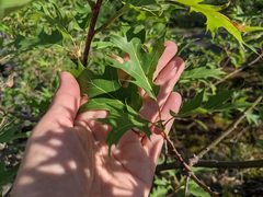 Amphibolips nubilipennis