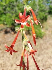 Ipomopsis aggregata collina
