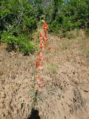 Ipomopsis aggregata collina