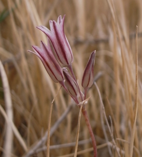Maltese Dwarf Garlic (Allium lojaconoi)