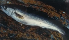 Pollachius pollachius