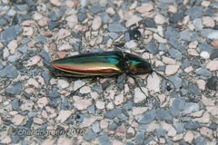 Campsosternus auratus