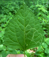 Liriomyza eupatoriella