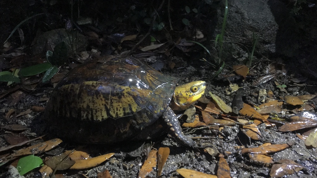 Indochinese Box Turtle