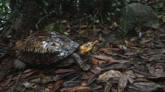 Cuora galbinifrons