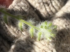Cryptantha barbigera barbigera