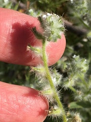 Cryptantha barbigera barbigera
