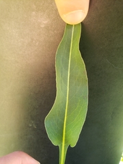 Bistorta officinalis