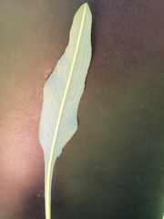 Bistorta officinalis