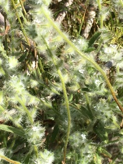Cryptantha barbigera barbigera