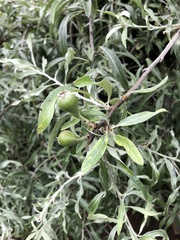 Pyrus salicifolia