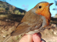 Erithacus rubecula