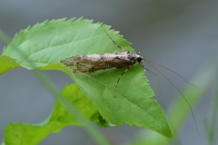 Stenopsyche marmorata