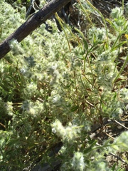Cryptantha barbigera barbigera