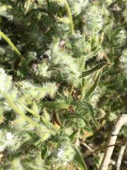 Cryptantha barbigera barbigera