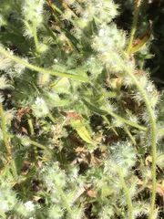 Cryptantha barbigera barbigera