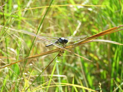 Libellula flavida