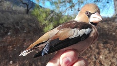 Coccothraustes coccothraustes