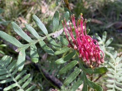 Grevillea caleyi