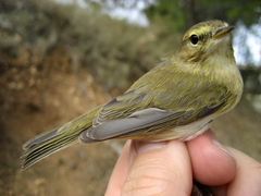 Phylloscopus ibericus