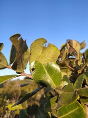 Psidium laruotteanum