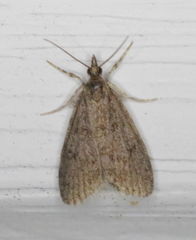 Scoparia penumbralis