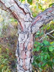 Psidium laruotteanum