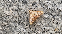 Neoanalthes contortalis