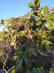 Psidium laruotteanum