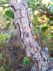 Psidium laruotteanum