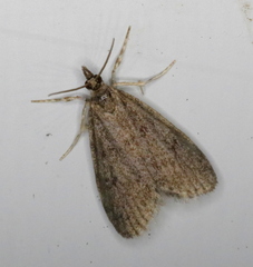 Scoparia penumbralis