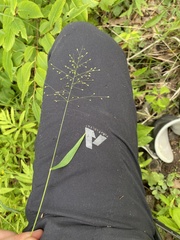 Dichanthelium boreale