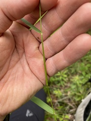 Dichanthelium boreale