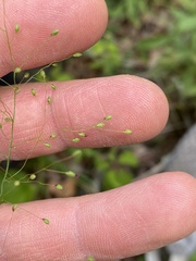 Dichanthelium boreale