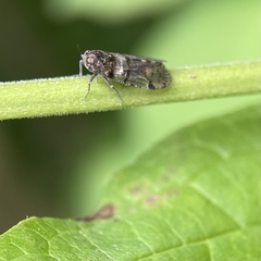 Cixius nervosus