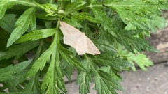 Pareclipsis gracilis