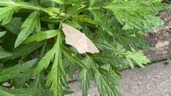 Pareclipsis gracilis