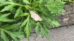 Pareclipsis gracilis