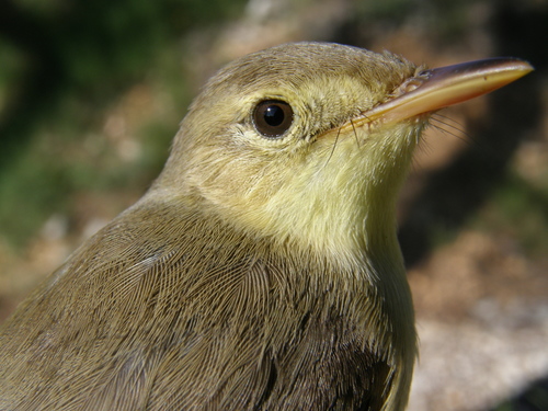 Foto de Melodious Warbler