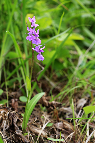 Ponerorchis joo-iokiana iNat (1)