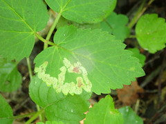 Phytomyza podagrariae