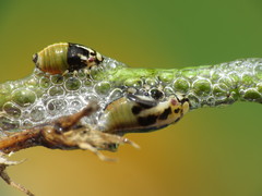 Lepyronia coleoptrata