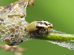 Lepyronia coleoptrata