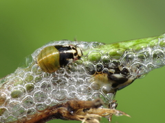 Lepyronia coleoptrata