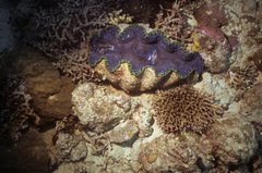 Tridacna derasa