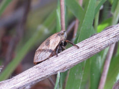 Lepyronia coleoptrata