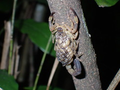 Lychas mucronatus