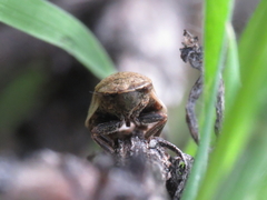 Lepyronia coleoptrata