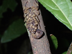Lychas mucronatus