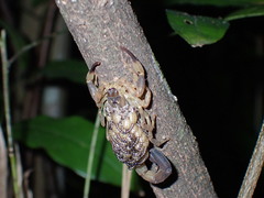 Lychas mucronatus